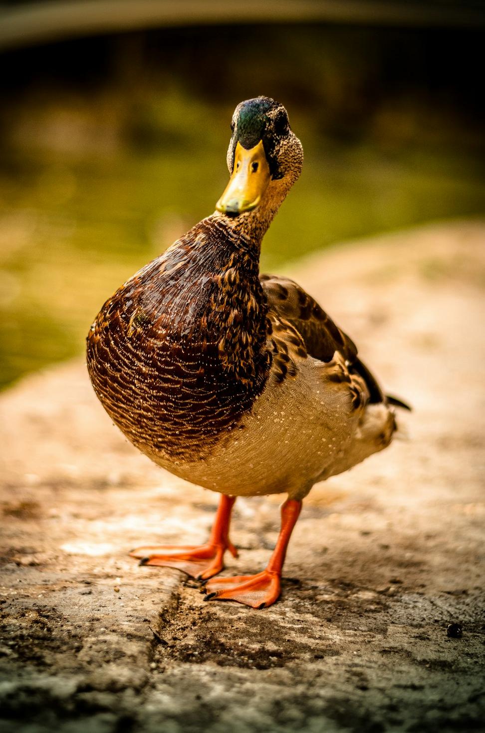 Duck breast